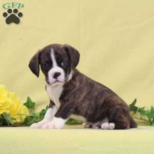 Benji, Boston Terrier Mix Puppy